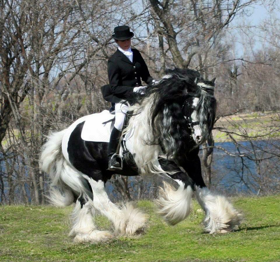 Gypsy Vaneer Horse